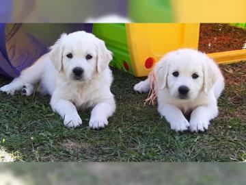 Traumhafte Golden Retriever Welpen