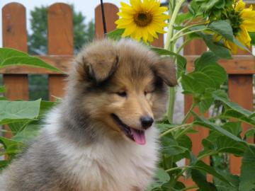 collie welpen mit FCI pedigree