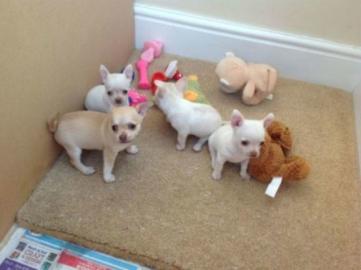 Reinrassiger Chihuahua Welpen. (kurzhaar)