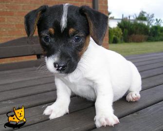 Jack Russel Welpen. 