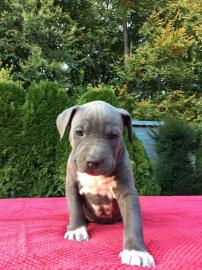 Blueline American Staffordshire Terrier