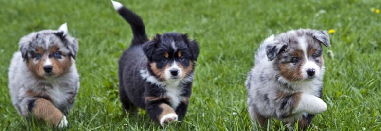 Aussie Aussie Babys mit ASCA Papieren wh