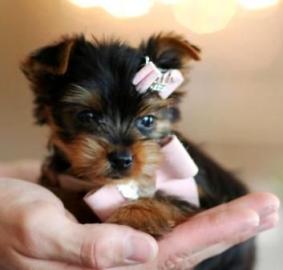 Yorkie Welpen verf�gbar