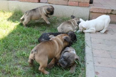 Franz�sische Bulldoggen Welpen