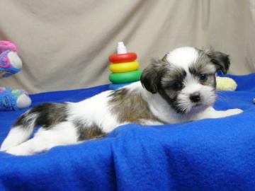 Familien rasied Shih Tzu