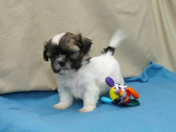 Familien rasied Shih Tzu
