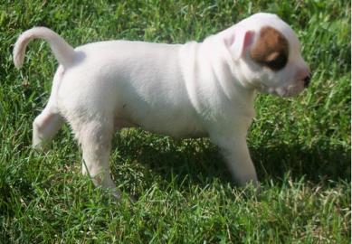 Staffordshire Terrier Welpen. 