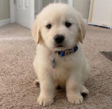 Golden Retriever Welpen WhatsApp nummer