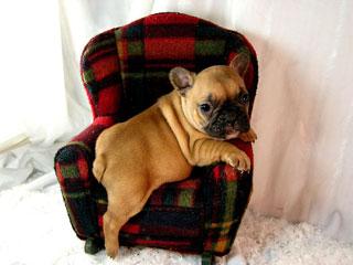 Prouch Franz�sische Bulldog Welpen mit A