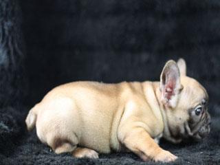 Prouch Franz�sische Bulldog Welpen mit A