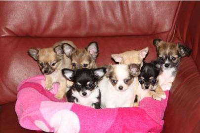 Niedliche Chihuahua-Welpen mit VDH/FCI P