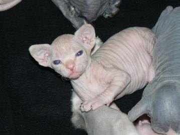 Nette Sphynx K�tzchen suchen f�r ihre He