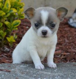 Chihuahua Puppies