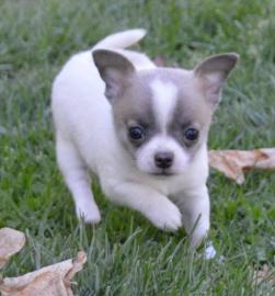 Chihuahua Puppies