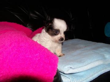 Weihnachten Chihuahua Welpen zu verkaufe