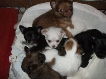 Weihnachten Chihuahua Welpen zu verkaufe