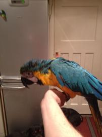 Parrot,macaw eggs with incubator ready
