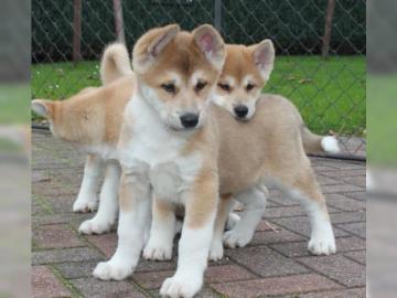 Wundersch�ne Japanische Akita Inu Welpen