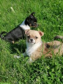 Champion Chihuahua Welpen