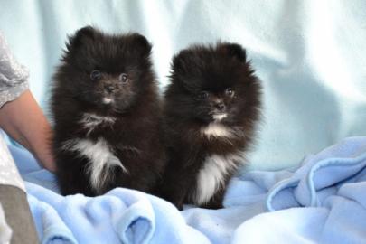 Wundersch�ne reinrassige Pomeranian Baby