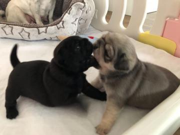 Mopsbabys