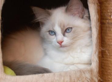 Ragdoll-M�dchen mit Stammbaum