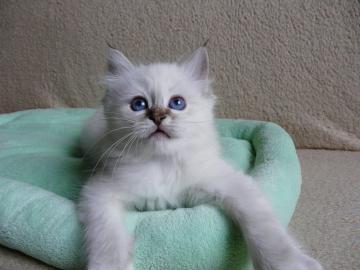 Heilige Birma Katzenbabys mit Papiere