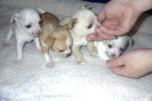 S��e Chihuahua Welpen