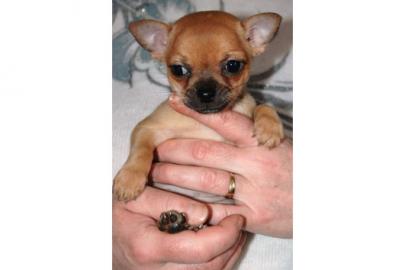 Chihuahua Welpe Hndin mit Papiere Chip