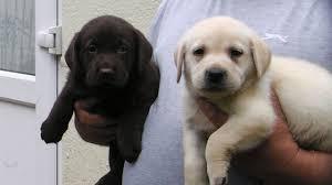 Labrador Retriever Welpen