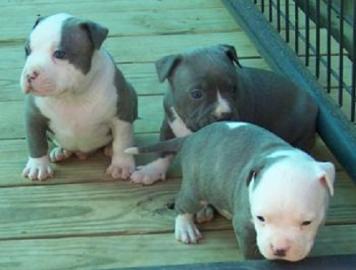 Reinrassige PitBull Terrier Welpen