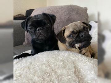Mops Welpen  von sportlichen Mops Eltern