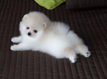 Traumhaft Zwergspitz Pomeranian Welpen