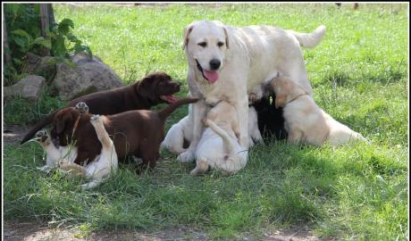su�e Labradorwelpen mit Papieren