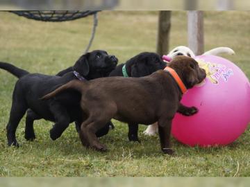 su�e Labradorwelpen mit Papieren