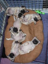 Reinrassige Mini Mops Welpen 100%