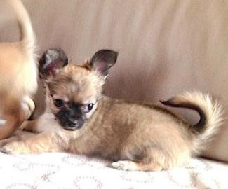 Chihuahua R�den, sehr typvoll