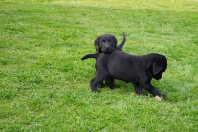 Wundersch�ne Labradorwelpen mit Papieren