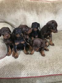 Wundersch?ne Dobermann Welpen