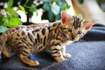 Baby Kitten WhatsApp +436507483799