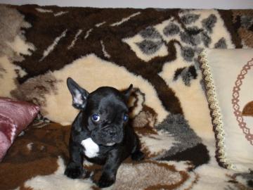 franz�sische Bulldogge