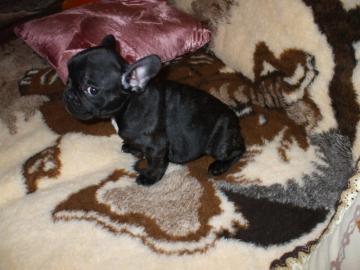 franz�sische Bulldogge