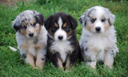 Erh?ltlich Australian Shepherd Babys mit