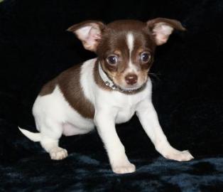 Zauberhafte Chihuahuawelpen H�ndinnen un