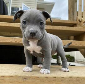 PITBULL/AMERICAN STAFFORDSHIRE TERRIER