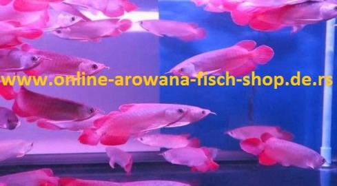 Top Qualit�t Arowana Fisch ( Alle Arten