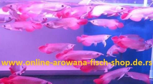 Top Qualitt Arowana Fisch ( Alle Arten