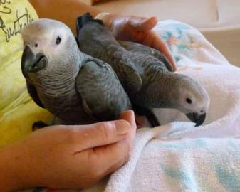 afrikanisches Grau spricht. 