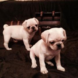 6 s��e Retro Mops Mischlinge