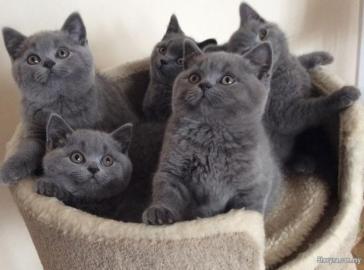 Britisch Kurzhaar Babys in blau